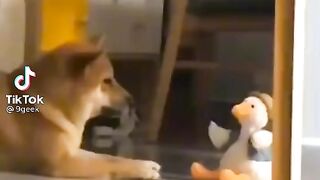 Funny dog vs duck toy
