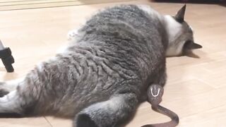 cute cat vs snake fight together❤????????????????????????????????????
