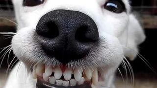ESTE VIDEO TE SORPRENDERA// #DOGS​ #HUSKY​ #PITBULL​ #POODLE​ #PASTOR​ BELGA