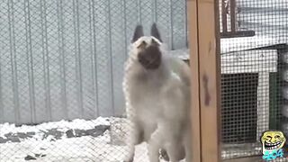Животные танцуют под музыку Funny animals dancing in music video