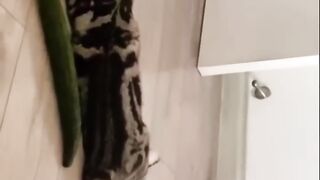 The best videos with cats that are funny 2023