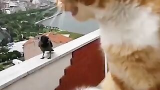 Cat and crow talk