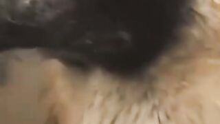 Cachorros fofos e engraçados