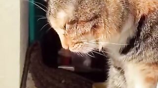 Gatos engraçados e fofos