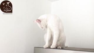 funny & cute cats #06