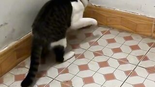 Kitte&mouse