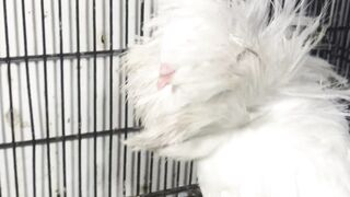Nakab posh pigeons