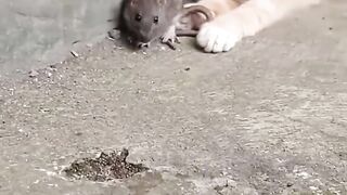 O Gato ???? e o Rato ????