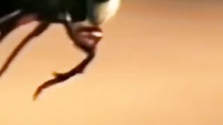 Dangerous facts about insects