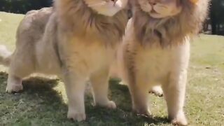 Winter cats