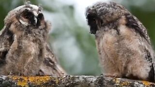 Owls love