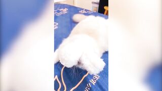 Vídeos de cães e gatos mais engraçados