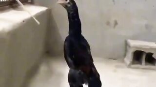 ДАЛ ДАЛ ДОМА