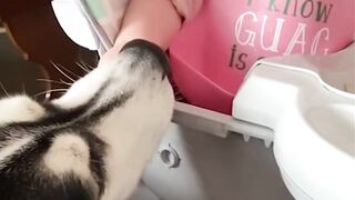 kids funny video playing with pet