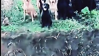 Funny dog