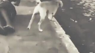 Dogs are faithful to their owners