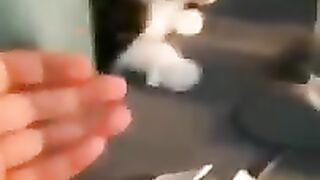 funny cat
