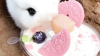 Rabbit eating