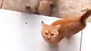cute cats