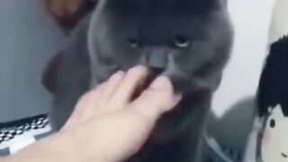 Funny cat compilation????????