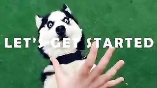 Funny video doggs&catt