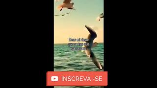 motivaçaodiaria
