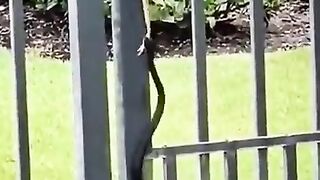The snake really struggled to get his meal