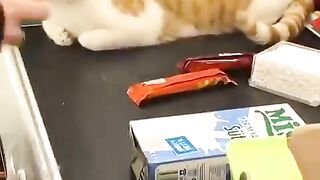 What a cute Cat