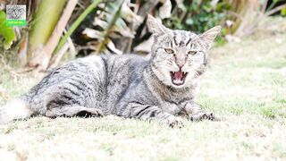 Beautiful Cute Funny Cat in park 2023