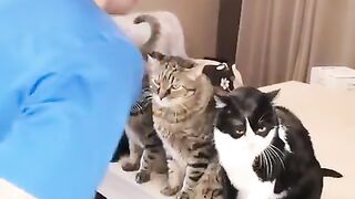 What a cute and Adorable Cats