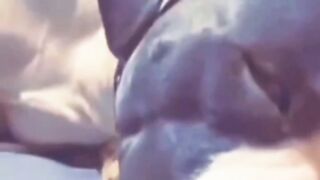 Epic Funny Animals Video Compilation ????