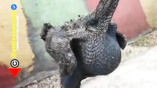 Silly And Wise Animals Compilation