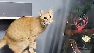 funny cat video