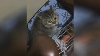 Коты приколы 2022|Лучшие приколы с животными