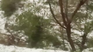 Sono fal Ajk