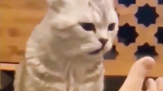 Best Funny Cats & Dogs Videos That Will Make You Laugh All Day Long