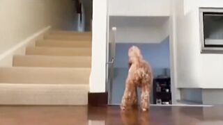 What a cute and Adorable little Dog