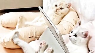 Funny cat video