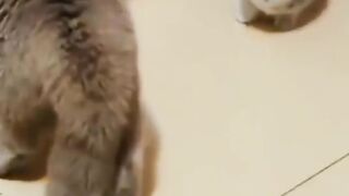 cat fight