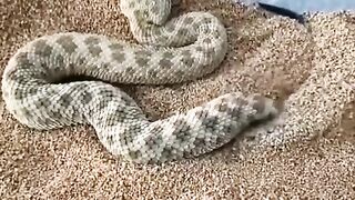 Snake!!!Warning!!!