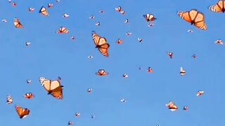 Beautiful view of nature 141