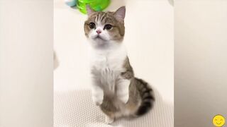 Смешные животные ???? кошки и собаки ???????? /Funniest Cats and Dogs ????????