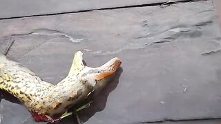 3 and a half meter Sucuri killed by riverine people in the Amazon !!