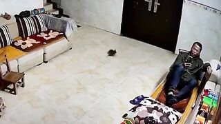 Ratos em ação