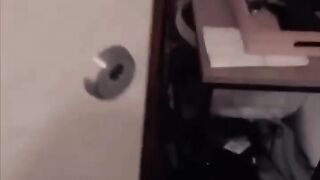 Смешные животные | Восхитительные коты и собаки 2023