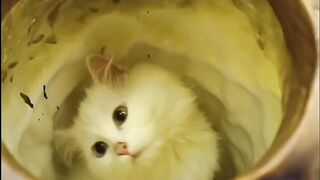 Cats funny videos