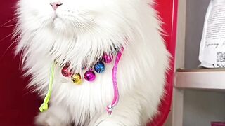 Cats funny videos