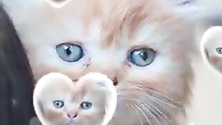 Cute and Lovely Kittens Cats ever #shorts | Viral Cat