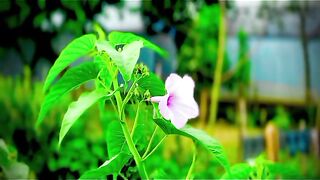 ভালোবাসো