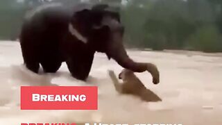 Emotional 😭🙏😭🙏💔 video 📸🤣 animals 😂😅